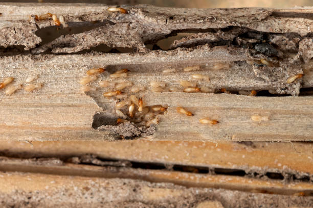 Flea Control Services in Bolinas, CA